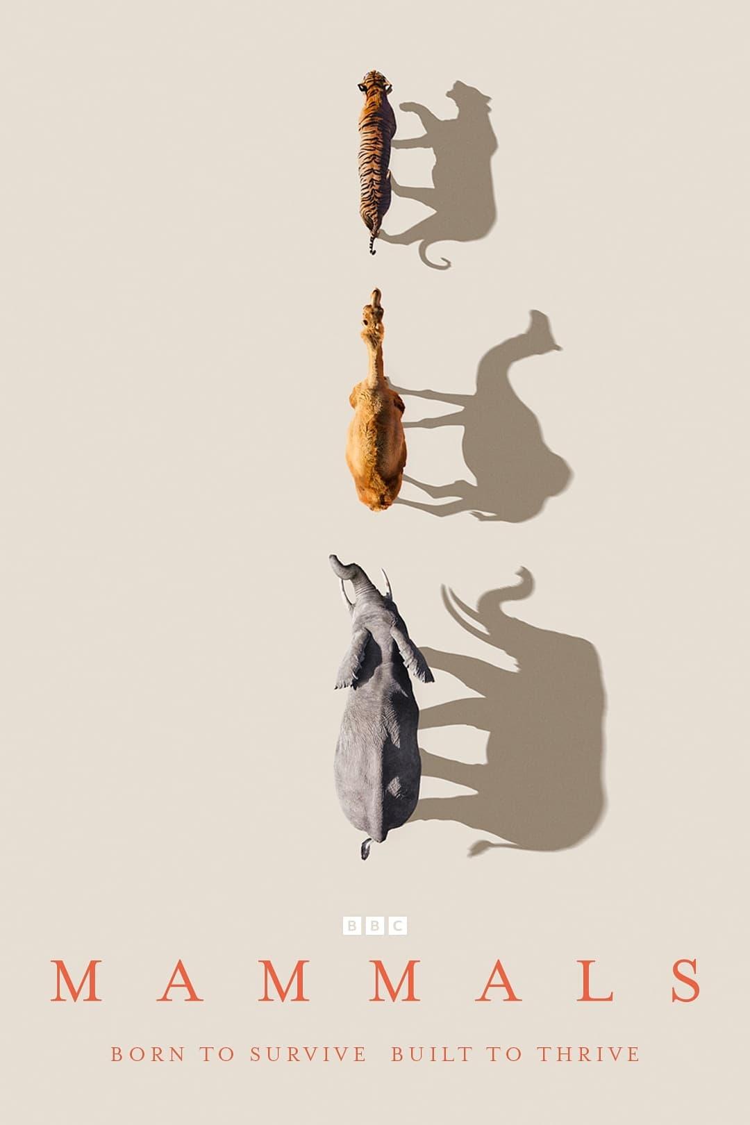 Mammals artwork